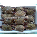 frozen blue swimming crab wild caught